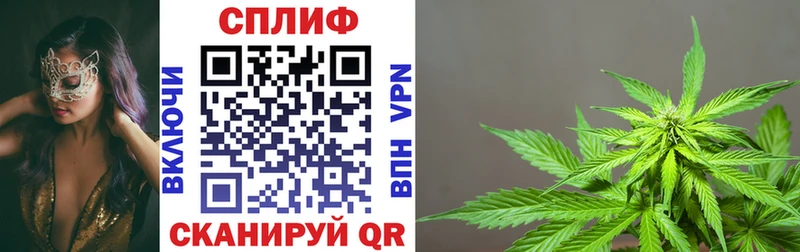 Канабис планчик  Верея 